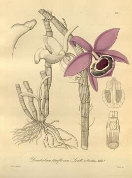 Plancia ëd Dendrobium lituiflorum Lindl.