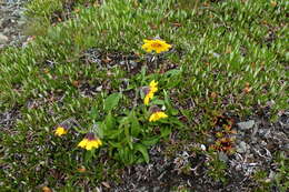 Image de Arnica griscomii subsp. frigida (Iljin) S. J. Wolf