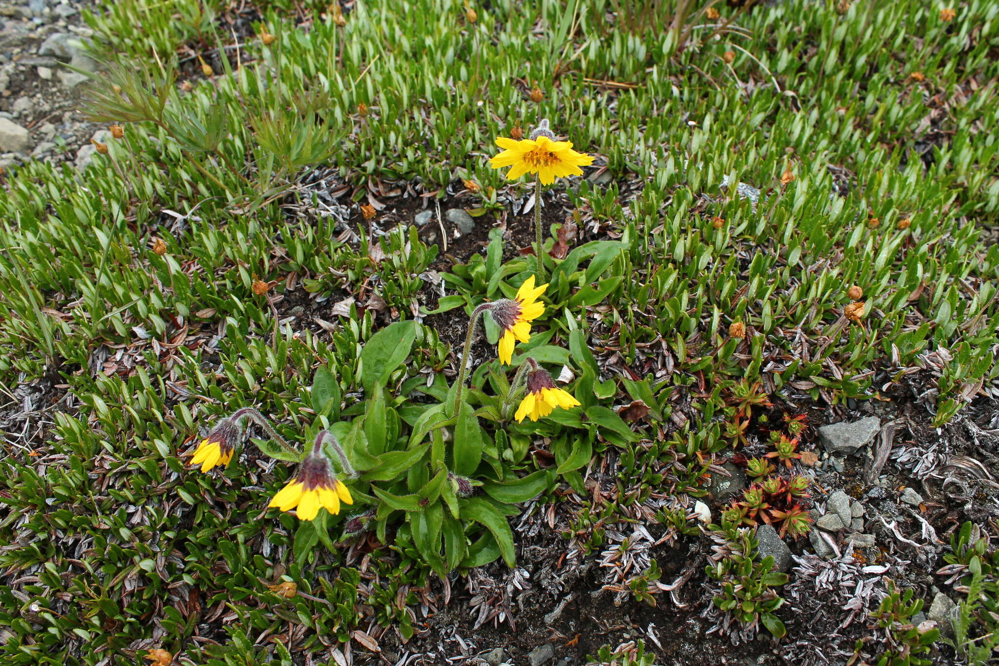 Image of snow arnica