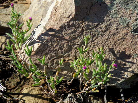 Imagem de Trichodiadema rogersiae L. Bol.