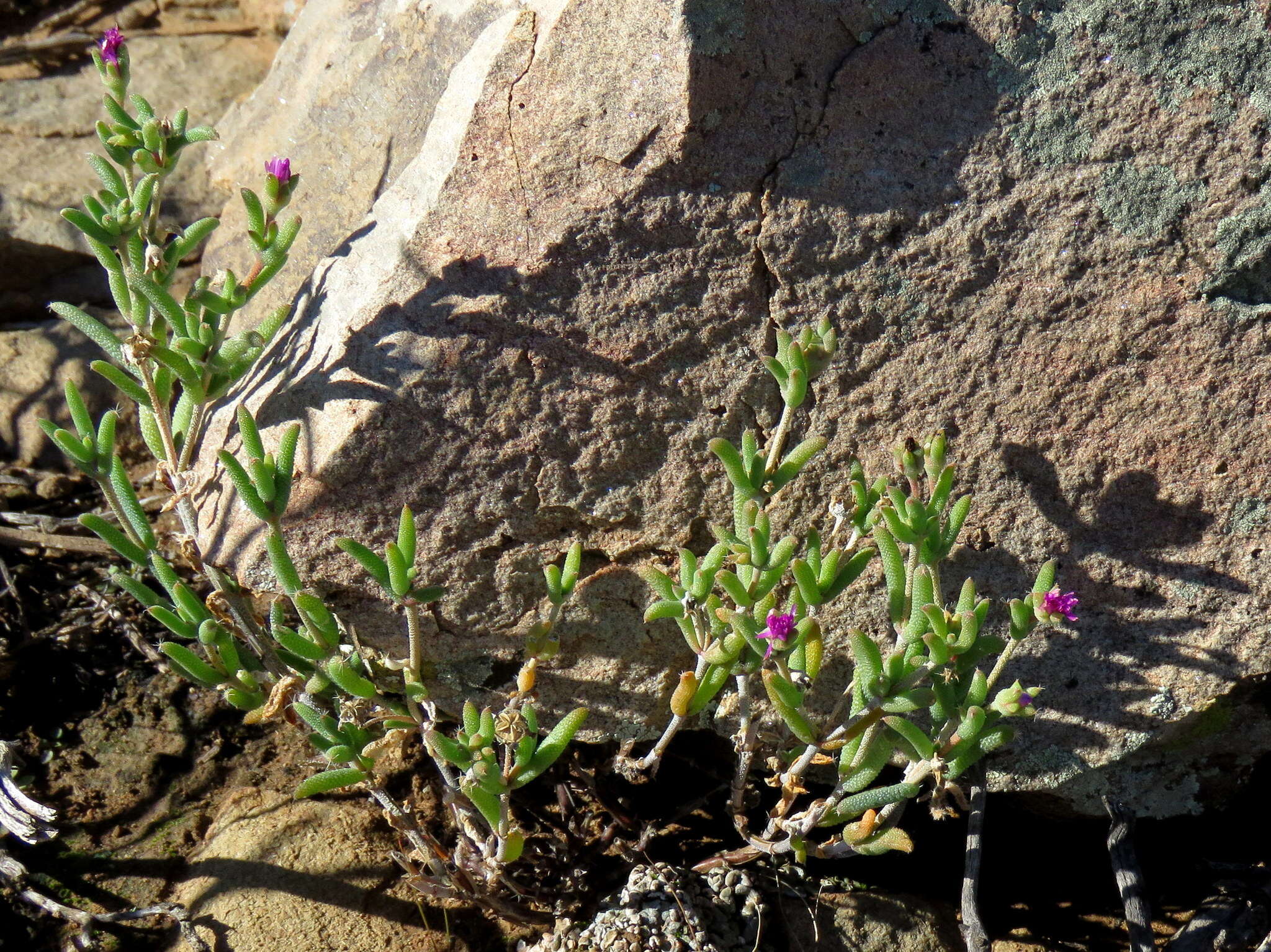 Image of Trichodiadema rogersiae L. Bol.