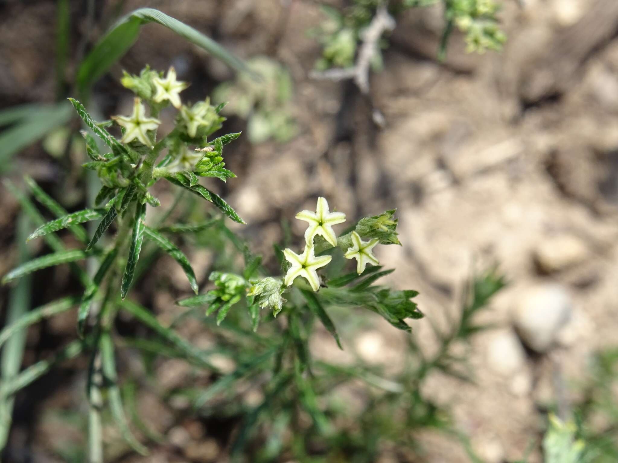 Image of slimleaf heliotrope