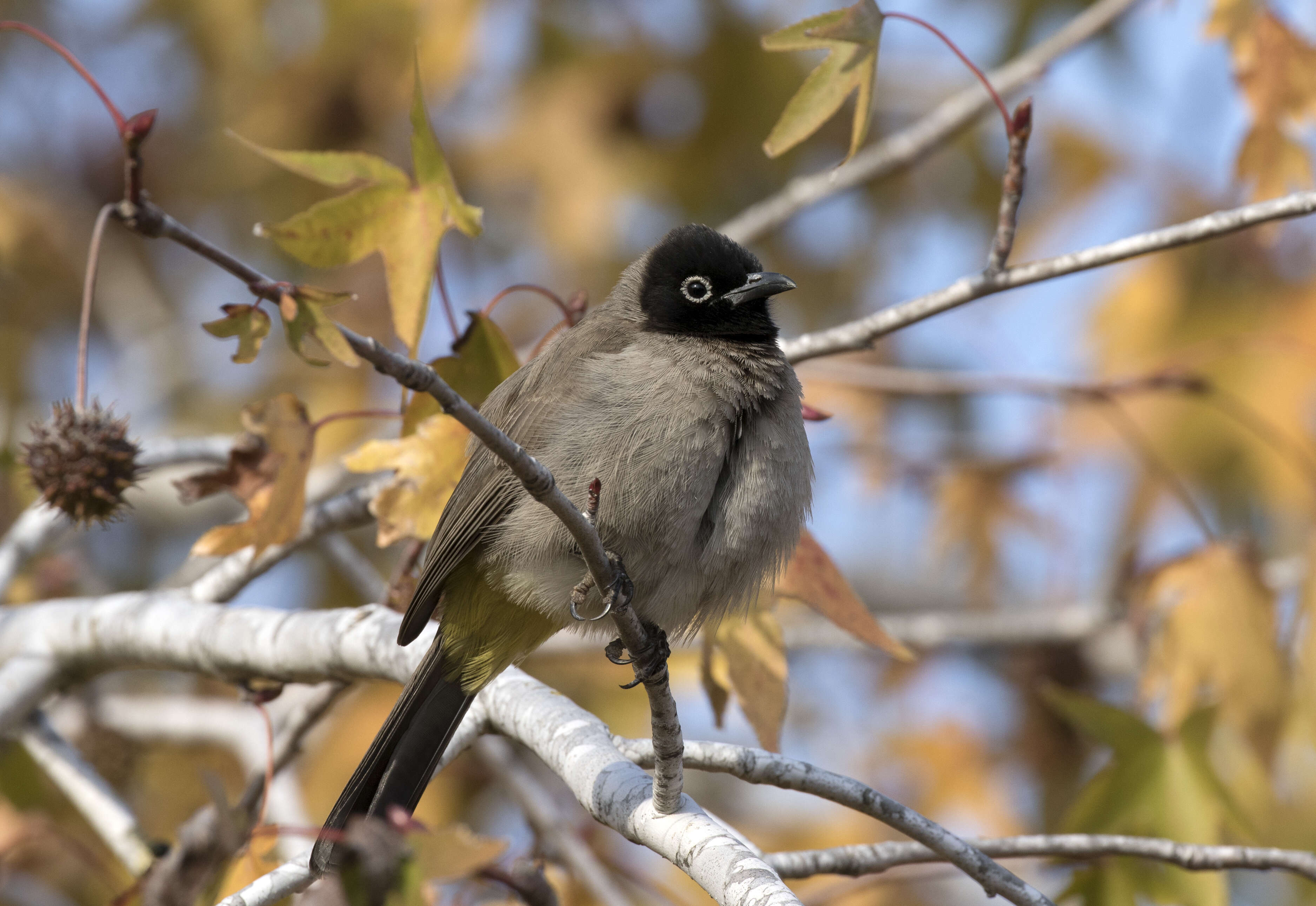 Image of White-eyed Bulbul