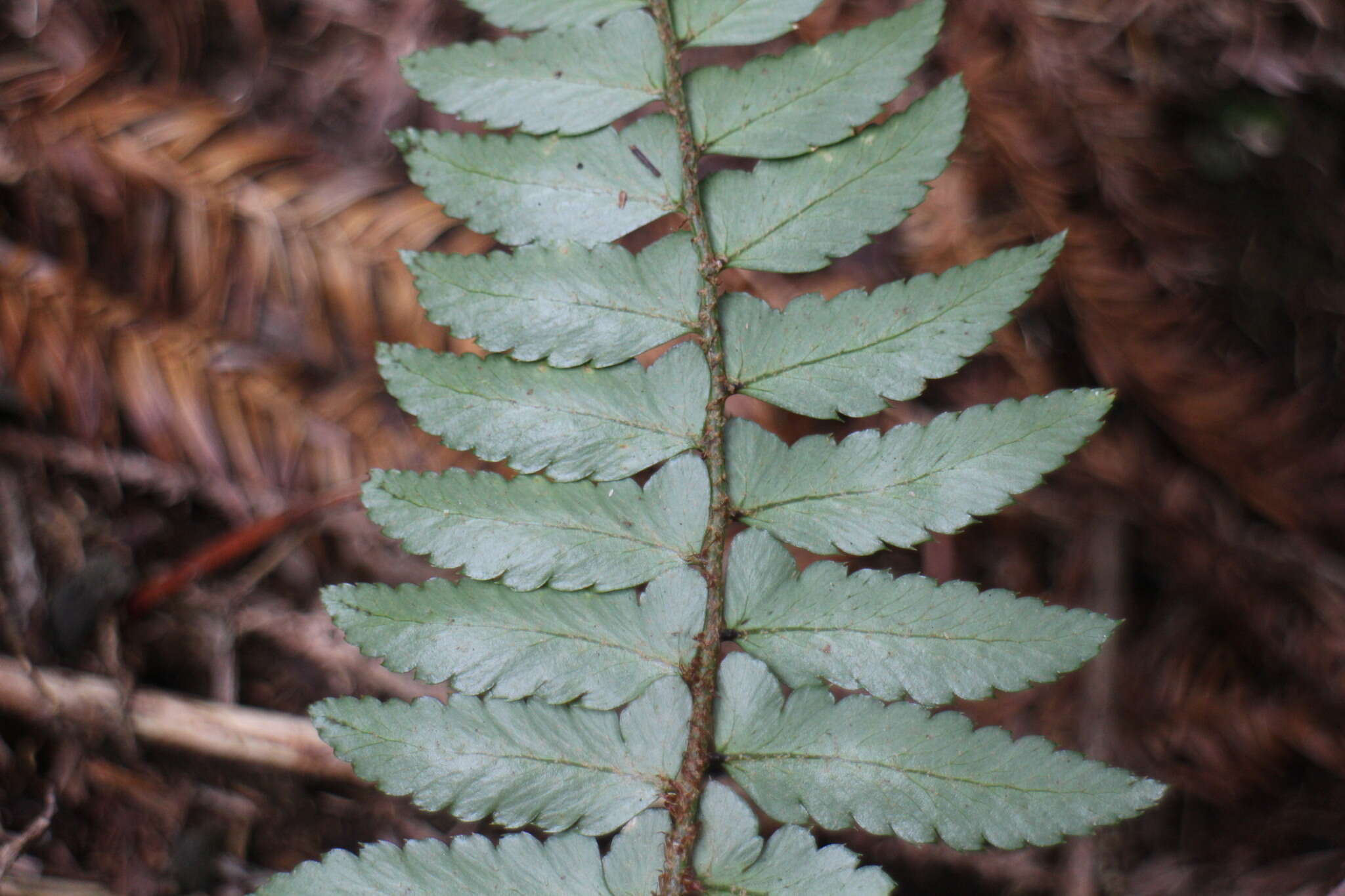 Image de Polystichum prionolepis Hayata