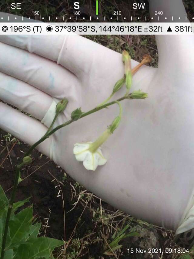 صورة Nicotiana suaveolens Lehm.