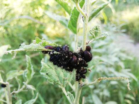 Image of Globemallow Leaf Beetle