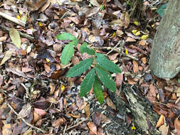 Big-leaf Mahogany (Swietenia macrophylla) · iNaturalist