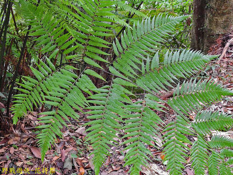 Image of Cibotium taiwanense C. M. Kuo