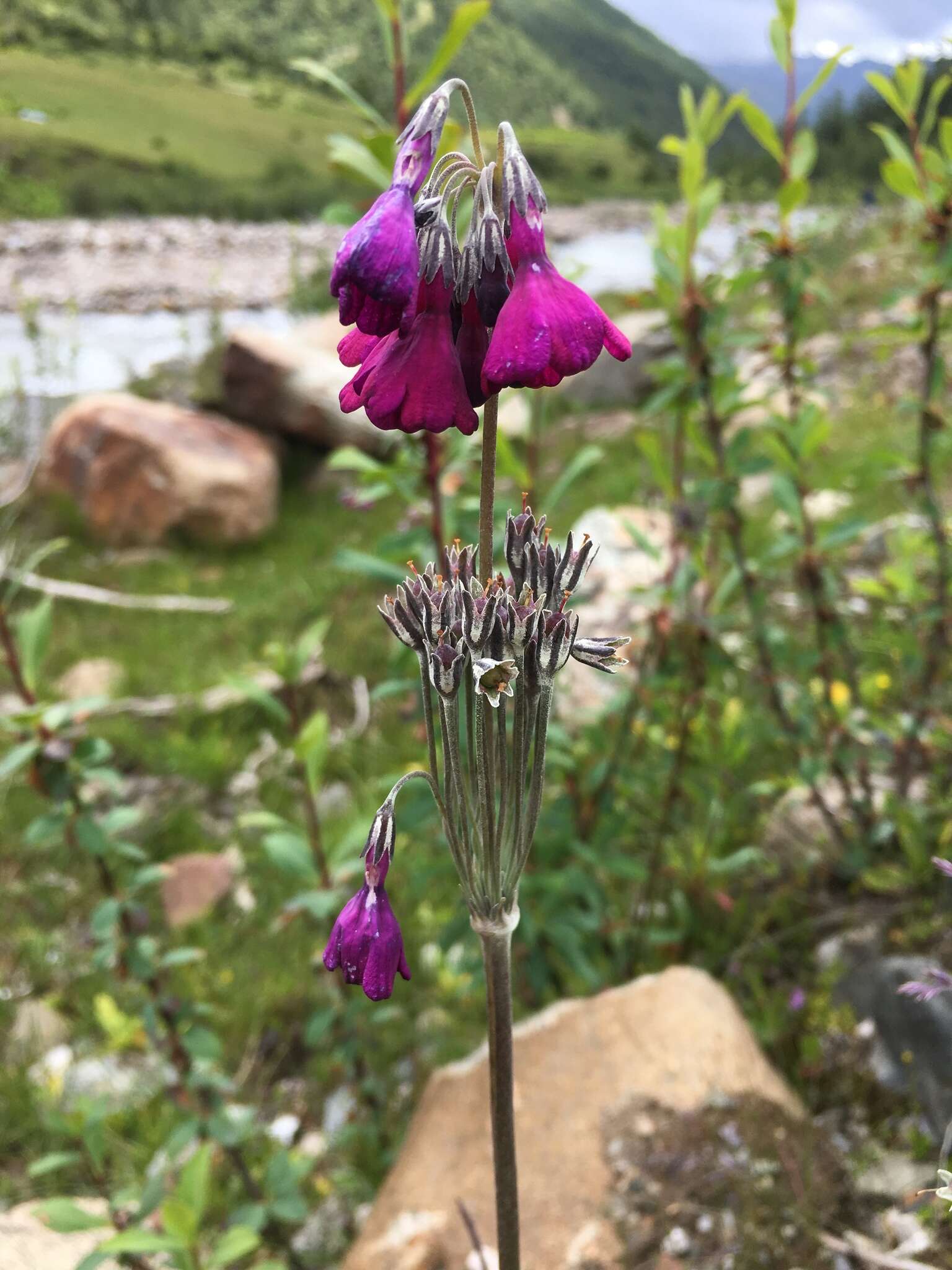 Image of Primula secundiflora Franch.