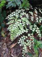 Adiantum amplum C. Presl的圖片