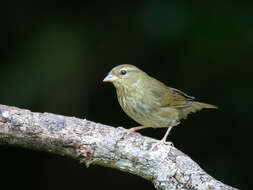 Image of Uniform Finch