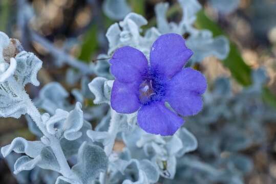 Image de Leucophyllum candidum I. M. Johnston