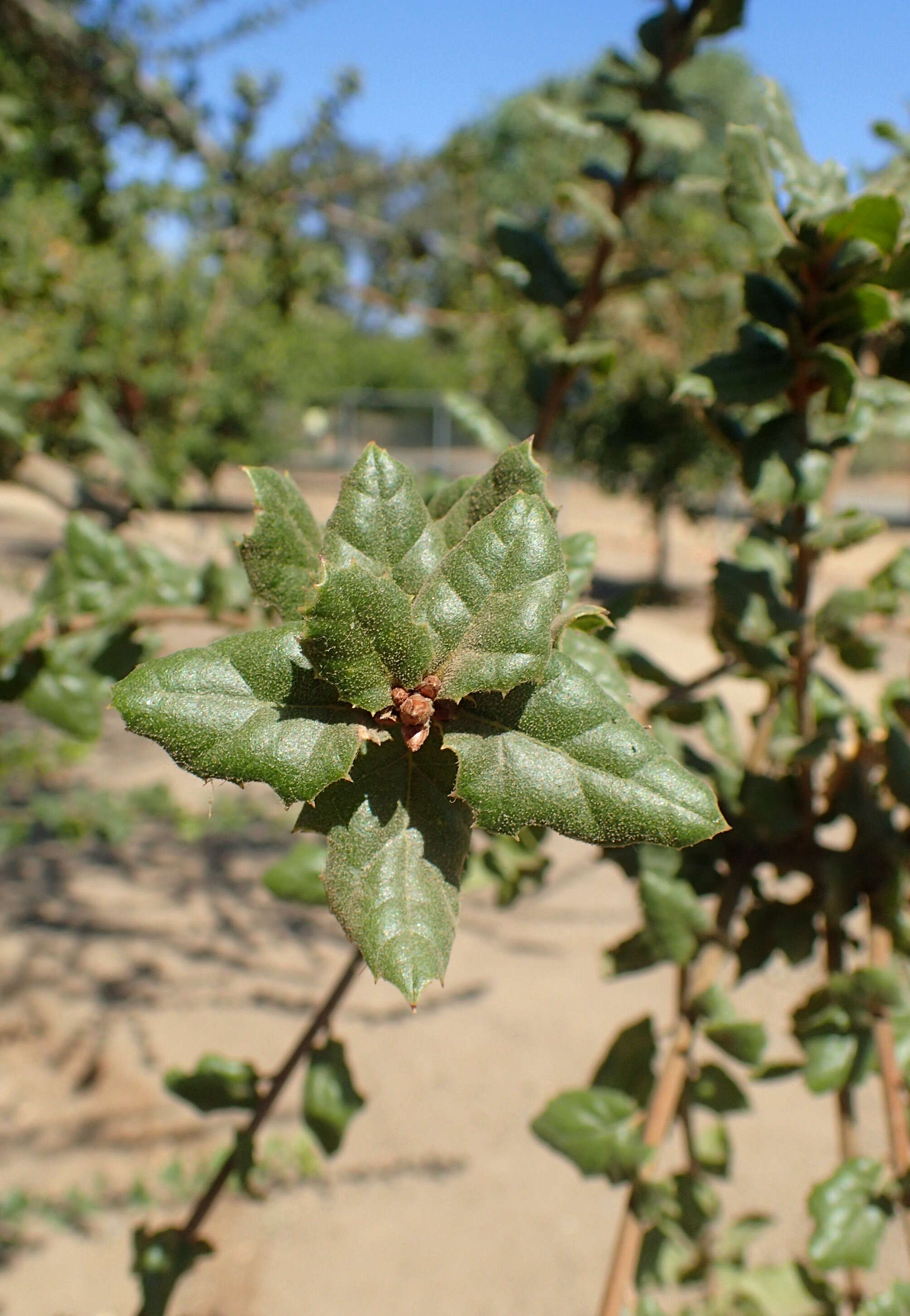 Image of California Live Oak