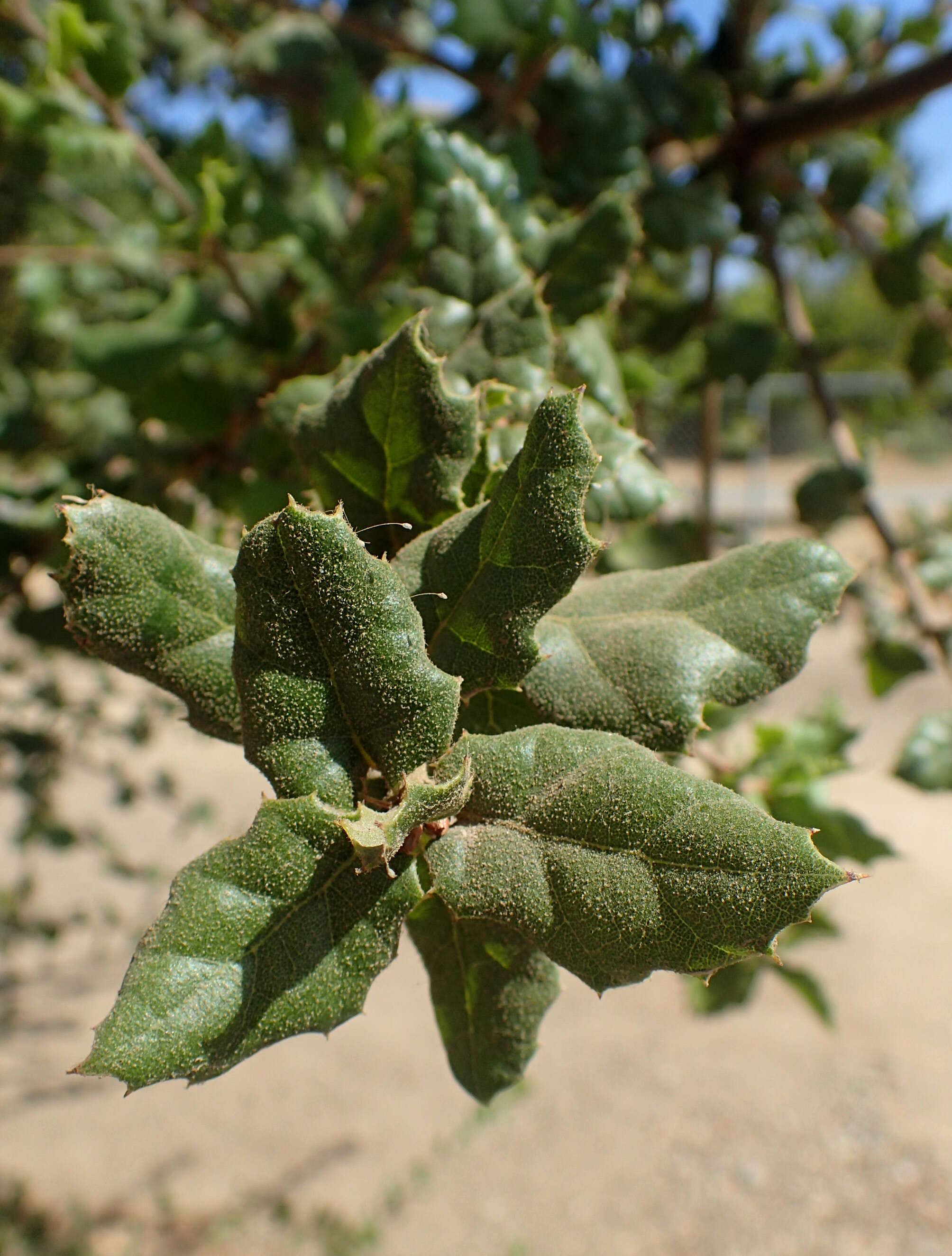 Image of California Live Oak