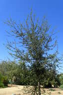 Image of California Live Oak