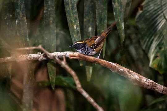 Image of White-bibbed Antbird