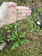 Image of Youngia japonica subsp. monticola