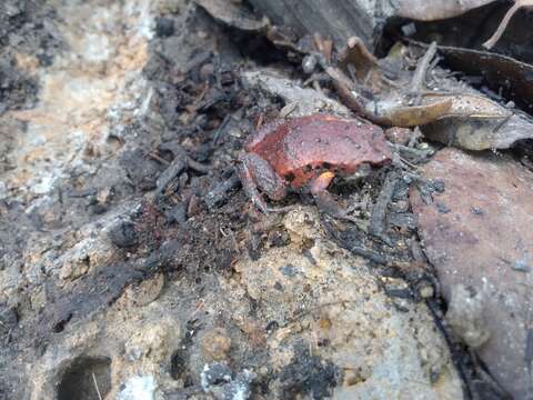 Image of Keferstein’s Toadlet