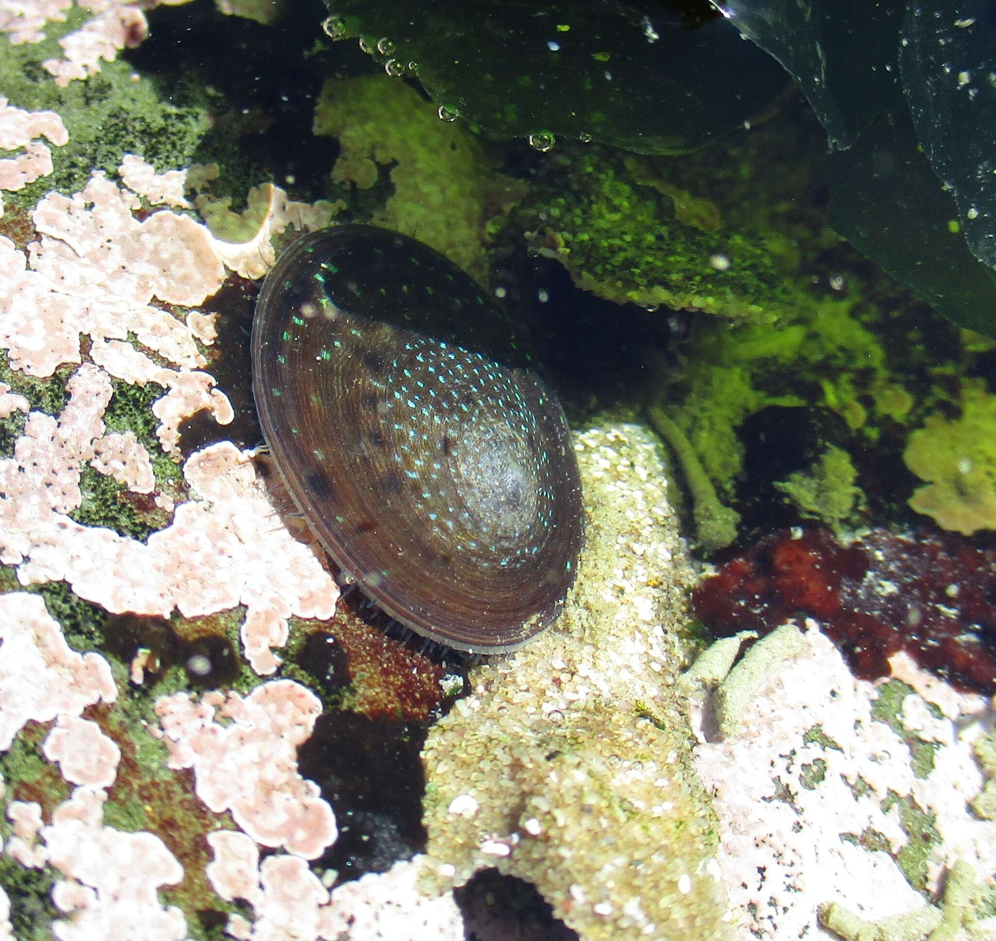 Image of rayed limpet