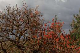 Imagem de Erythrina abyssinica DC.