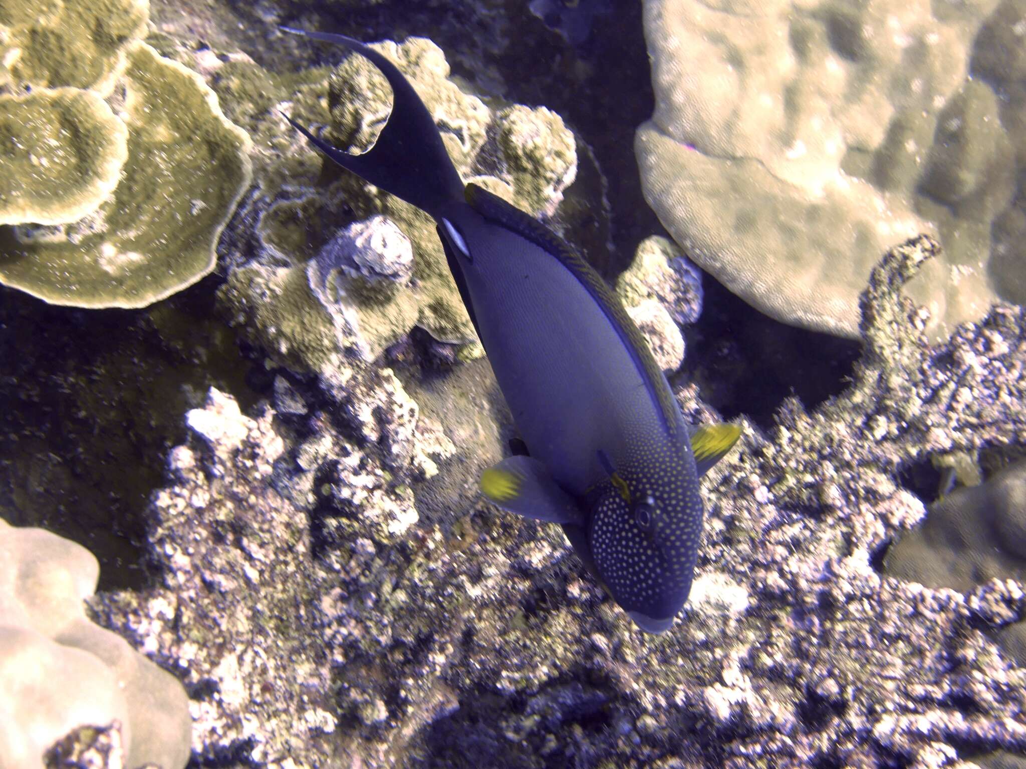 Imagem de Acanthurus maculiceps (Ahl 1923)