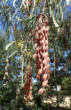 Imagem de Acacia stenophylla A. Cunn. ex Benth.