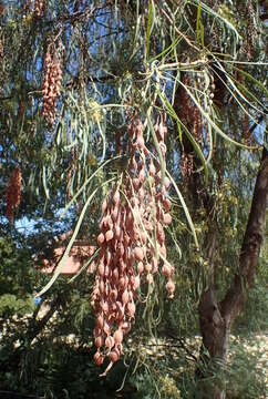 Imagem de Acacia stenophylla A. Cunn. ex Benth.