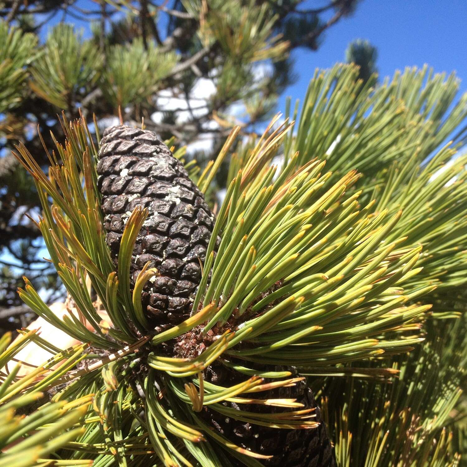 Image of Hartweg's Pine