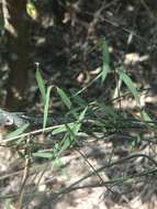 Image of Wiggins' swallow-wort