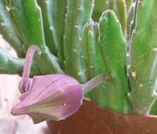 Image de Ceropegia leendertziae (N. E. Br.) Bruyns