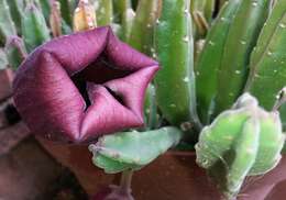 Image de Ceropegia leendertziae (N. E. Br.) Bruyns