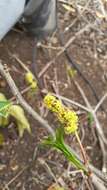 Image de Commiphora ankaranensis (Leroy) M. Cheek & A. Rakotozafy