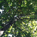 Image of Dipterocarpus hispidus Thw.
