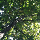 Dipterocarpus hispidus Thw. resmi