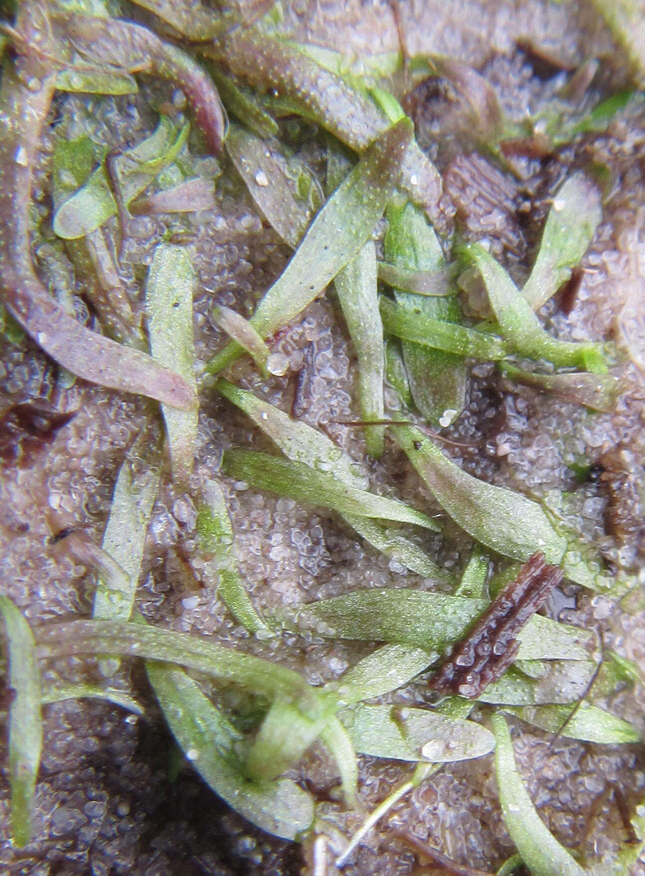 Image of Utricularia prehensilis E. Mey.