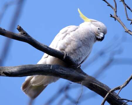 Image of Sulphur-crested Cockatoo