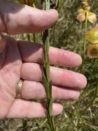 Image of Virginia Goldenrod