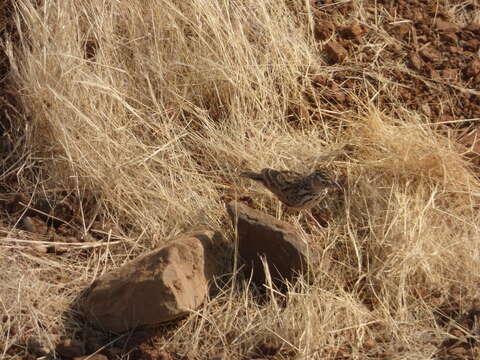 Image of Indian Bush Lark