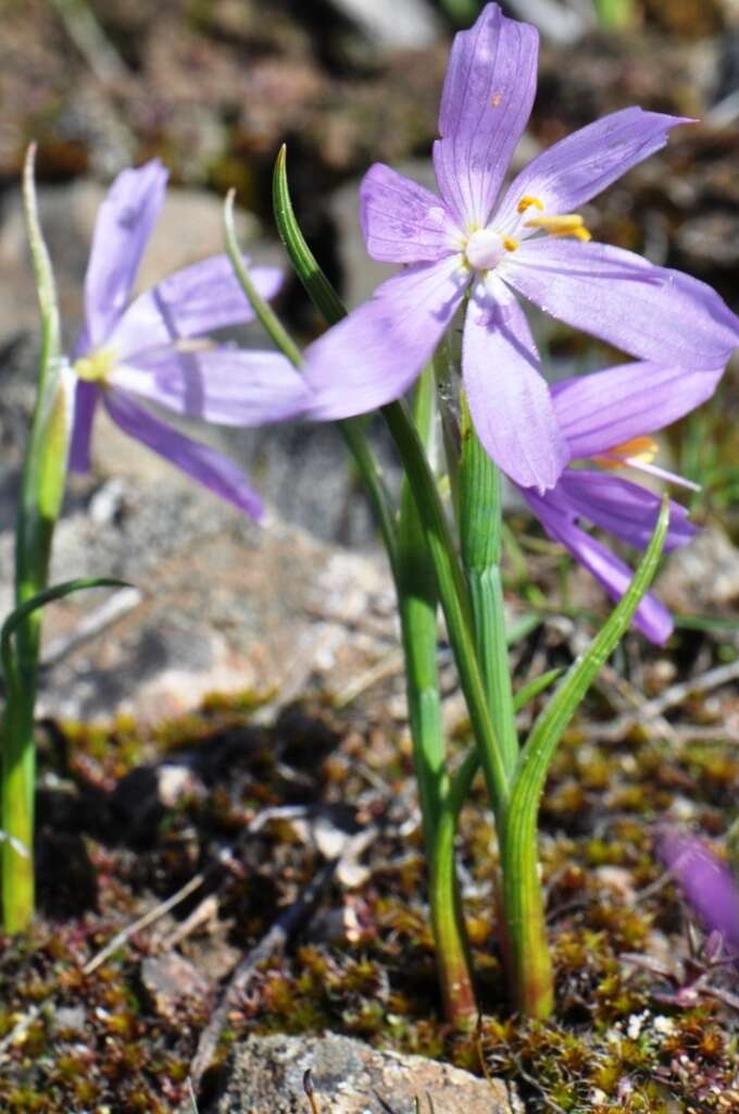 Image of inflated grasswidow