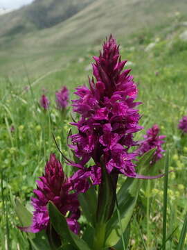 Imagem de Dactylorhiza euxina (Nevski) Czerep.