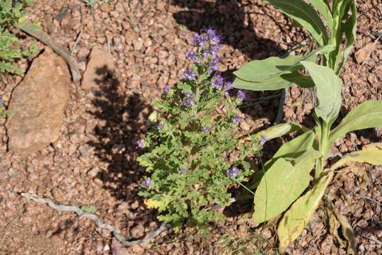 Sivun Phacelia bakeri (Brand) J. F. Macbr. kuva