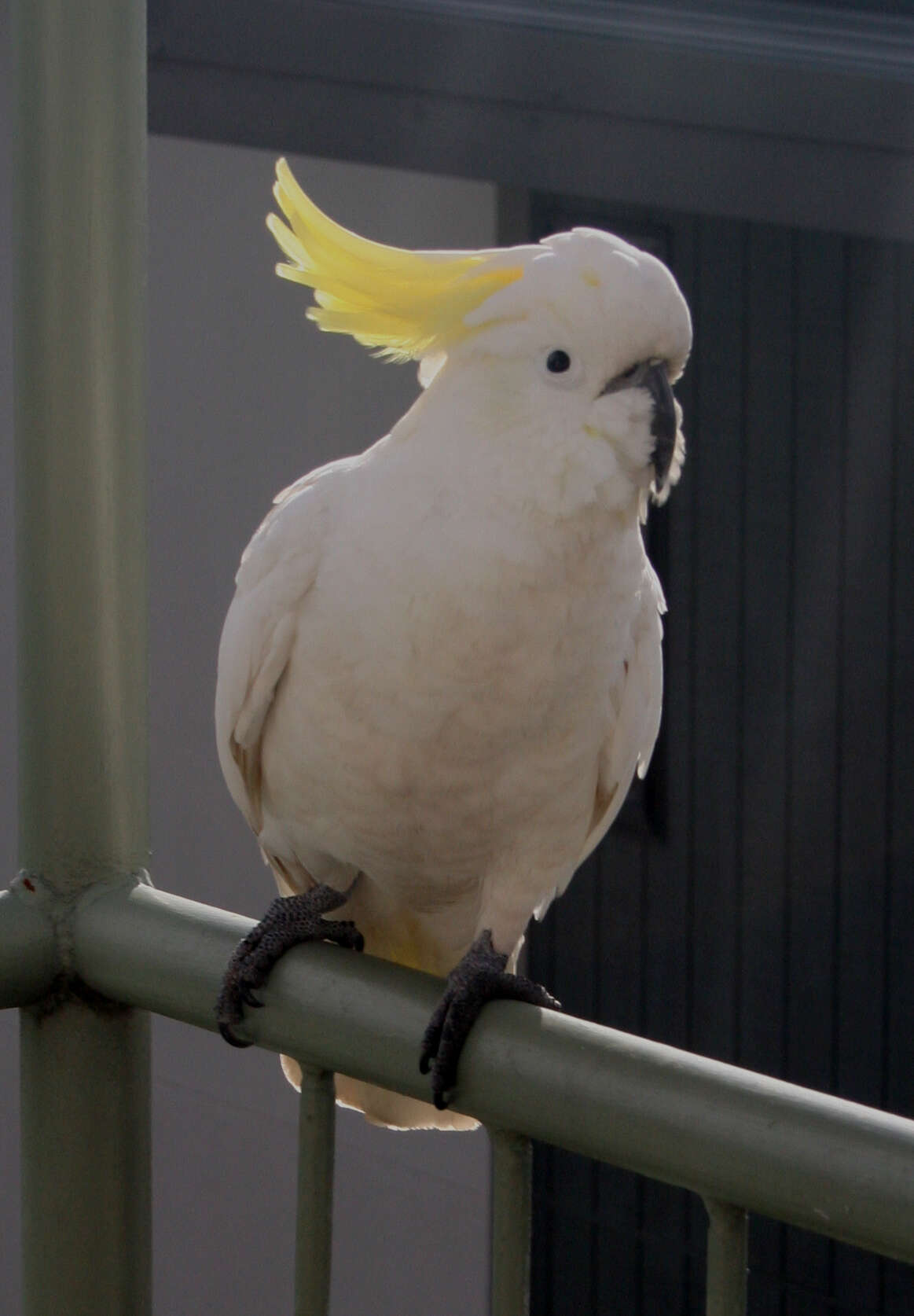 Image of Sulphur-crested Cockatoo