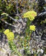 Image of Crassula subulata var. fastigiata (Schönl.) Tölken