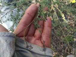 Imagem de Dalea bicolor Willd.