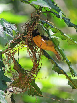 Image de Ploceus bicolor mentalis (Hartlaub 1891)