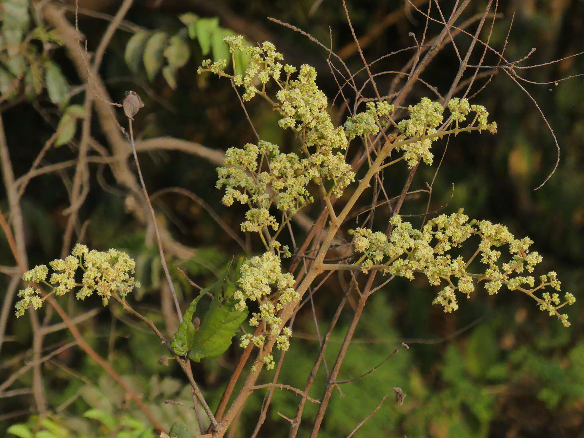 Image of Ziziphus rugosa Lam.