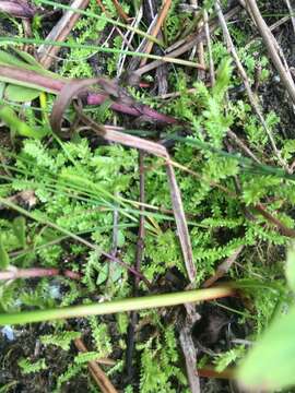 Image de Selaginella eclipes Buck