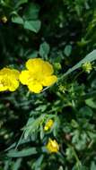 Ranunculus cornutus var. scandicinus (Boiss.) Ziffer-Berger & Leschner的圖片