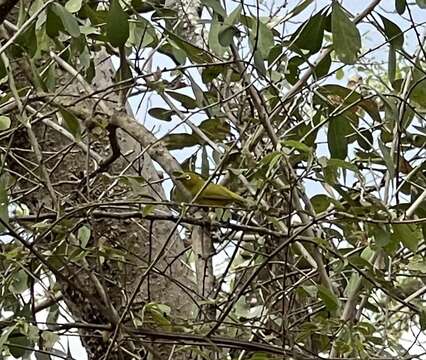 Image of Southern Yellow White-eye