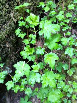 Image of prickly currant